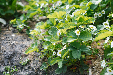 农场里的有机草莓白花图片