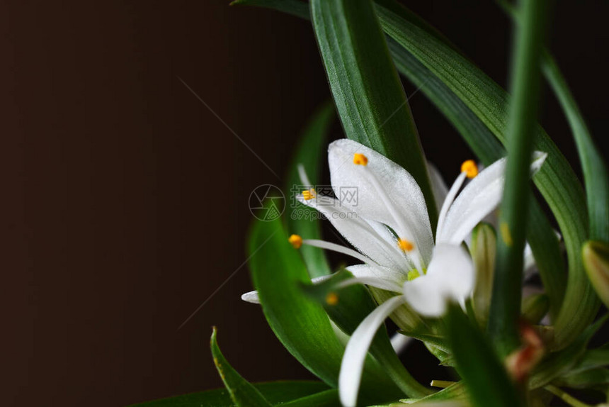 近距离的图像一个小白花在陶瓷蜘蛛植物上图片