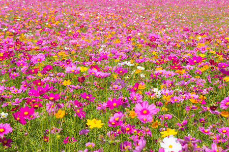 宇宙花田夏天的花田图片