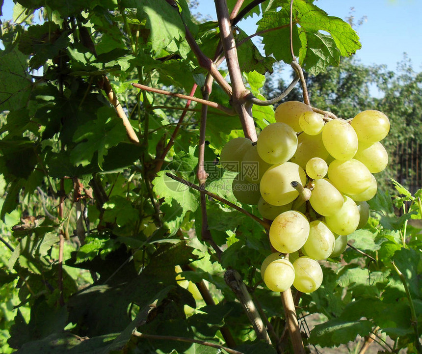 秋天收获的葡萄刷子成熟的葡萄新鲜美味的浆果图片
