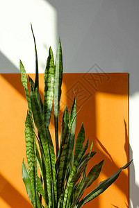 绿色的肉质植物Sansevieria植物的叶子在橙色和白色背景上图片