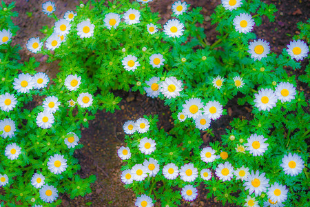 图像的彩色雏菊用于壁纸图片