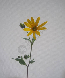 灰色或白色背景上的一朵黄色花朵图片