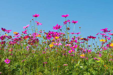 宇宙花田夏天的花田图片