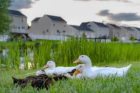 在一个池塘附近的草地上近距离靠近白鸭和棕鸭图片