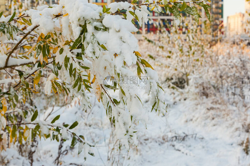 雪中的黄叶秋天的树叶和树木被雪覆盖图片