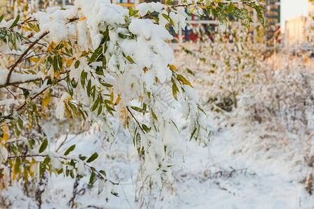 雪中的黄叶秋天的树叶和树木被雪覆盖图片