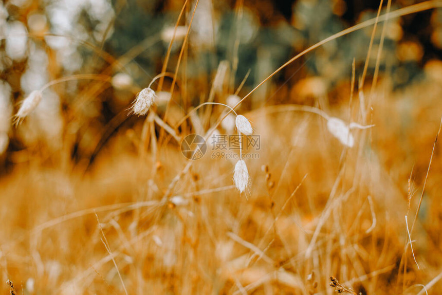 outdoowphotoos草和树叶在自然背景下图片