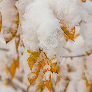 雪中的黄叶秋天的树叶和树木被雪覆盖图片