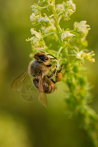 蜜蜂在花上图片