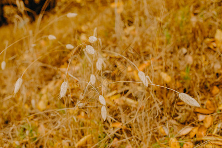 outdoowphotoos草和树叶在自然背景下图片