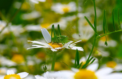 白色甘菊上的绿色蚱蜢图片