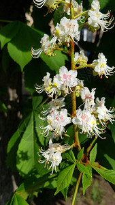一束美丽的白花栗树花序在模糊的绿叶背景上图片