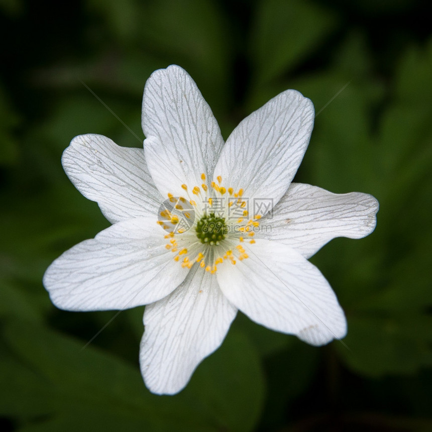 烟花风花青草香味狐狸AnemoneNemorosa图片