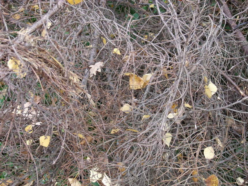 秋天的枯枝灌木图片