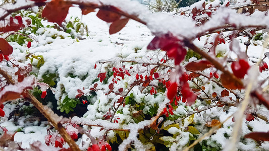 第一场雪被雪覆盖的黄色和绿色叶子背景图片