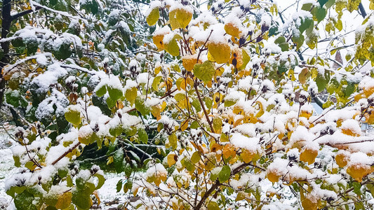 第一场雪被雪覆盖的黄色和绿色叶子背景图片