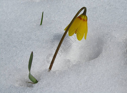 蒙大拿州春雪中的黄铃Fritiillariapud图片