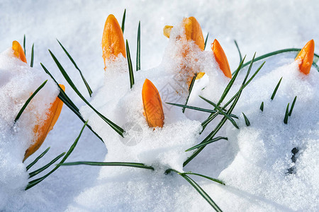 被雪覆盖的黄色开花的番红花被雪覆图片