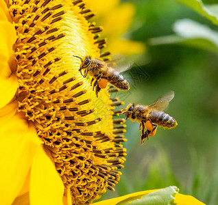 飞两只蜜蜂图片