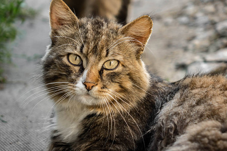 一张猫肖像猫脸特写在路上图片