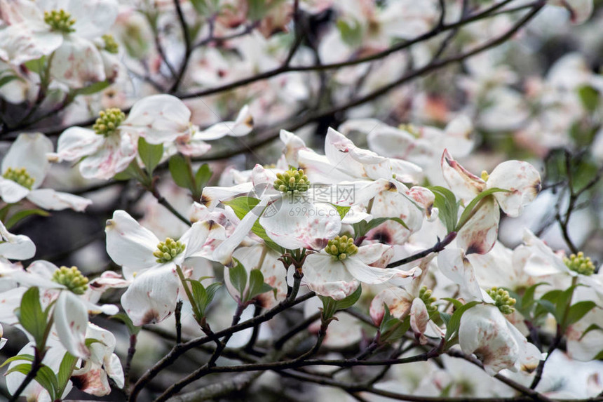 开花的山茱萸树开着许多白花图片