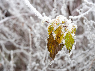 寒冷的冬天树枝冻僵冰晶在图片