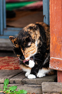 猫在村房门前洗手在一户图片