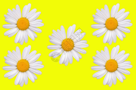 黄色背景上的白色花菊图片