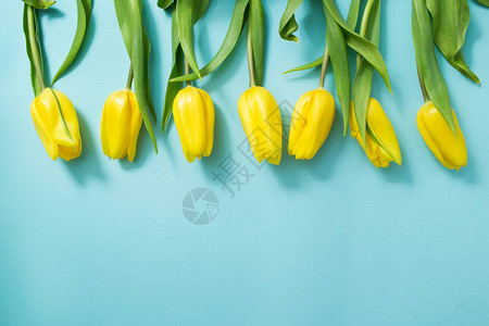 黄色郁金花和蓝背景纸图片