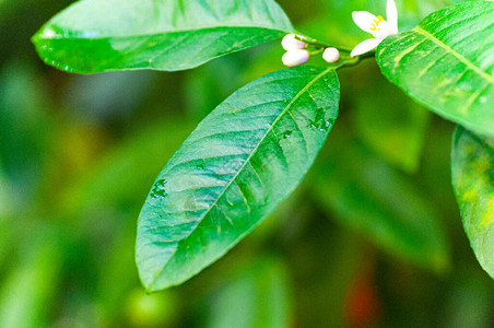 有花和叶子的柑橘树树柑橘花图片