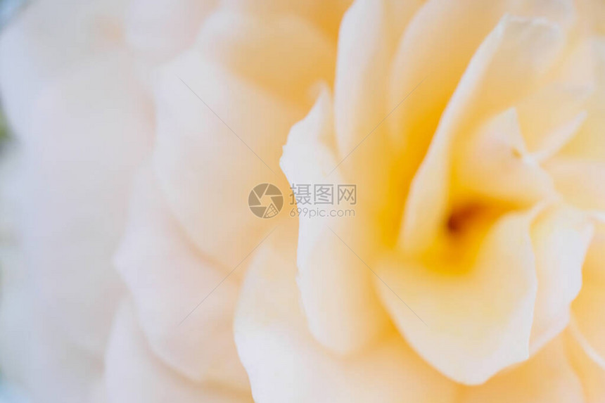 玫瑰花特写抽象背景图片