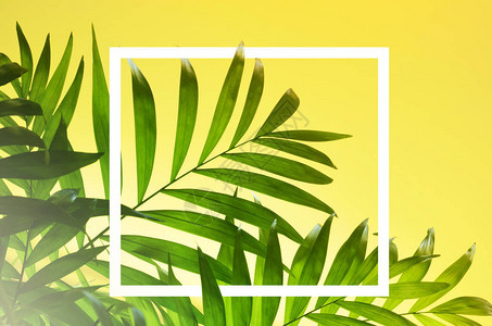 黄色背景上的深绿色热带棕榈叶图片