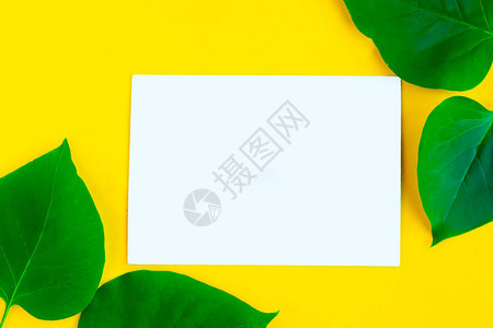 明亮的新鲜绿色叶子和明亮的黄色背景上的白色样机空白图片