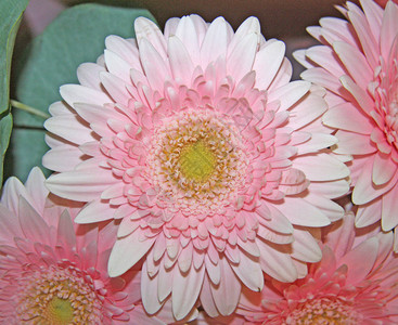 粉红色的非洲菊花图片