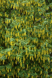 开花的金合欢树背景图片