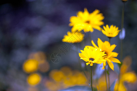 自然浪漫的黄花图片
