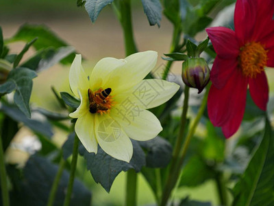 蜜蜂从花园里的黄色大丽花中吮吸花蜜图片