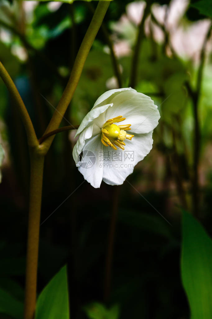 花园里的五月苹果花或鬼臼图片