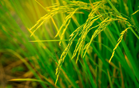 泰国稻田和稻田的稻田特写镜头亚洲有机稻米农场农业背景泰国人的主菜碳水化合物的天然来背景图片