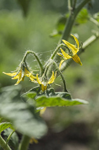 番茄植物的黄色花朵农产品图片