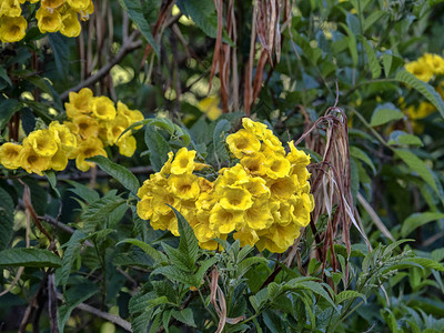 黄花热带植物图片