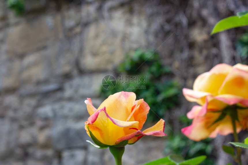德国南部小屋花园中的粉黄色玫瑰图片