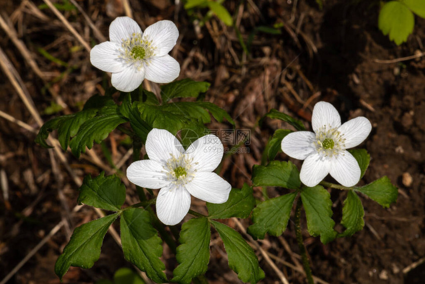 哥伦比亚风花Anemonedeltoid图片