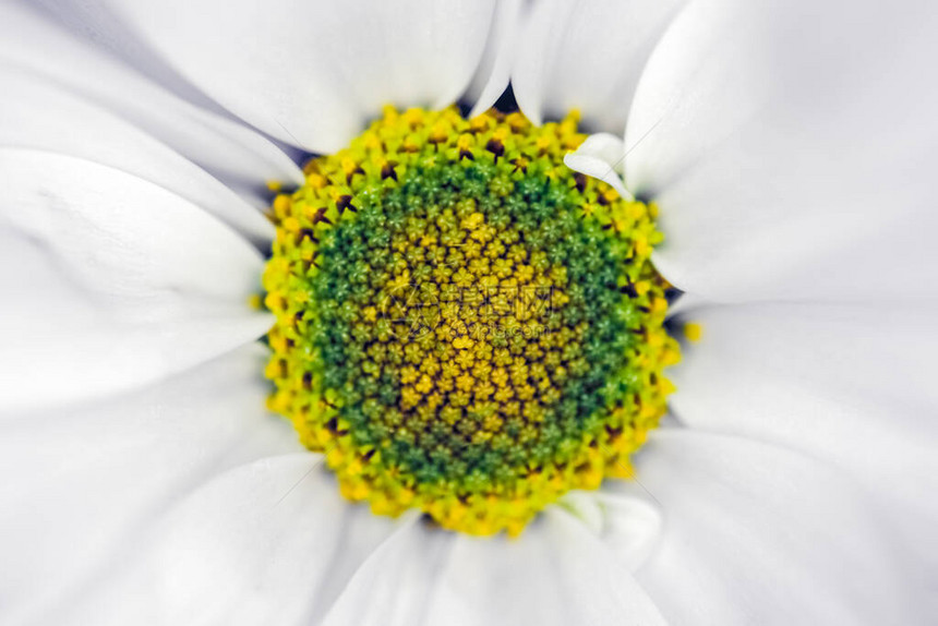 菊花以背景为背景紧贴宏图片