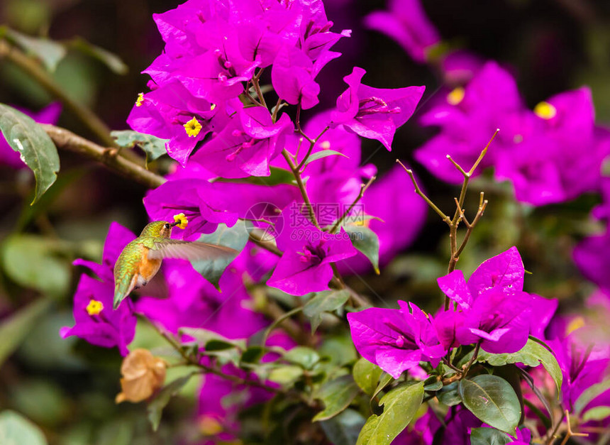 花园里粉红色花朵的特写镜头图片