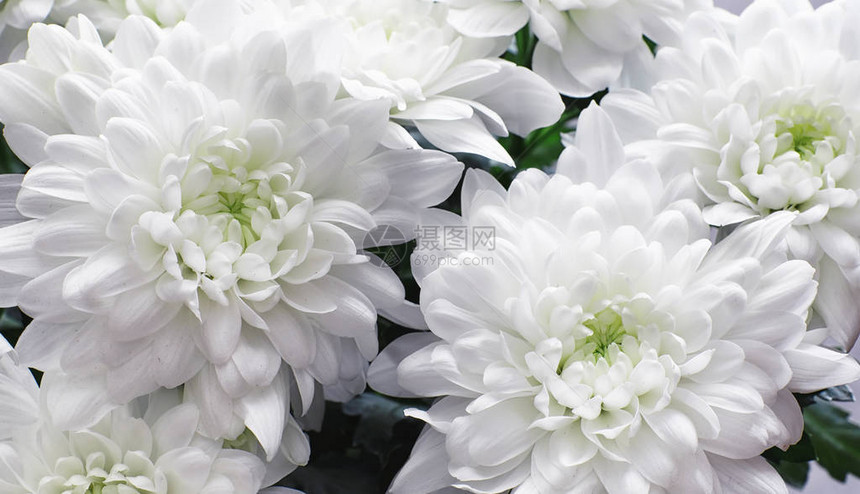 白菊花的背景白花的年轻芽毛图片