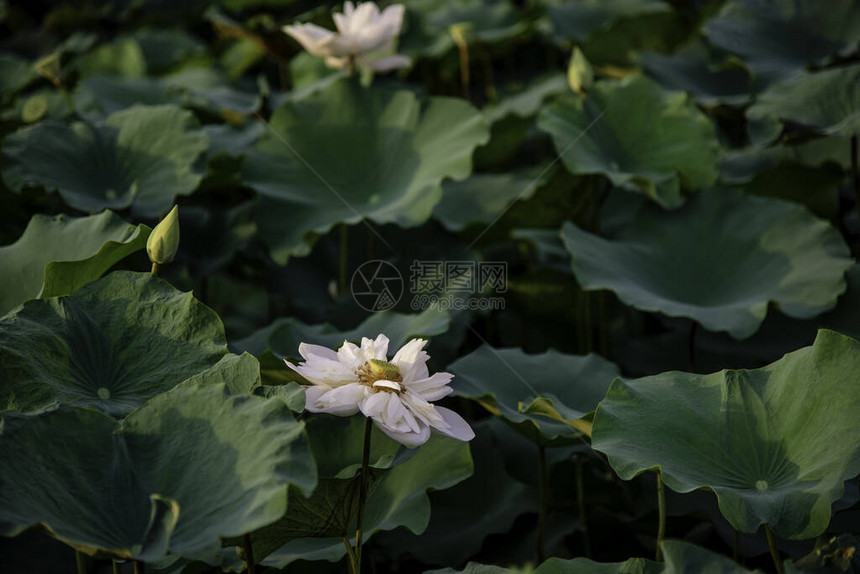 越南顺化市湖中的白莲花图片