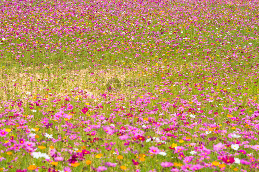 宇宙花田夏天的花田图片