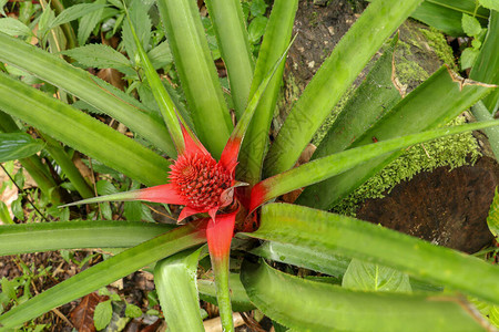 菠萝植物的顶视图片植物对抽象背景的模糊软焦点效果概念凤梨comosus关闭红色菠萝花给水插画